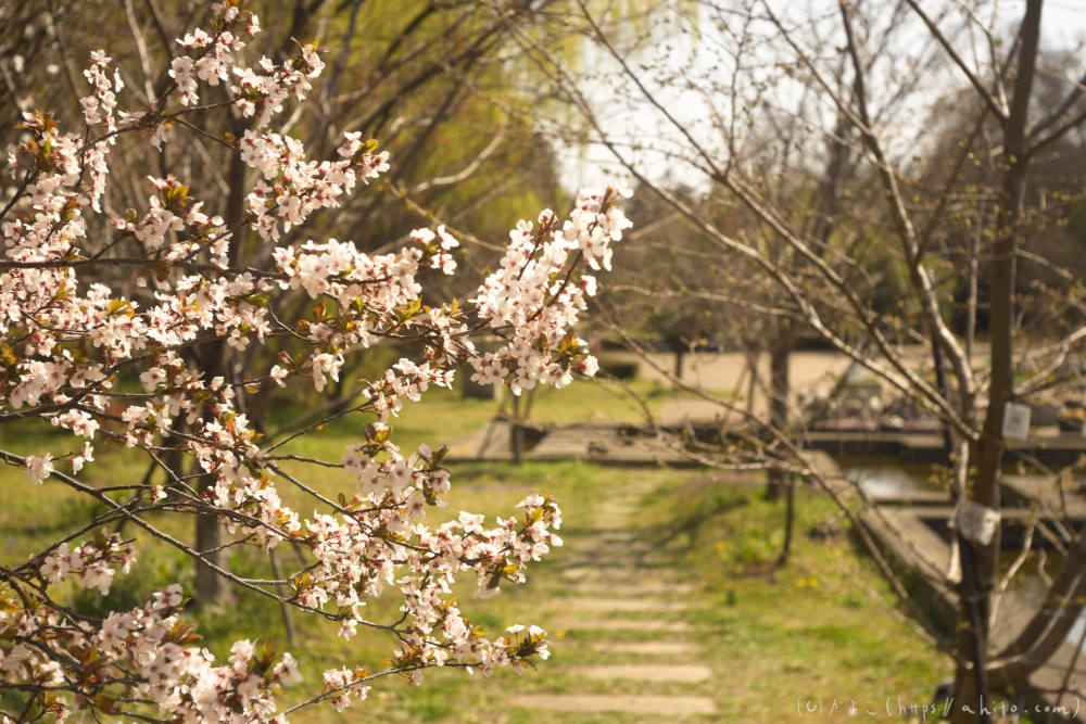 京都旅・植物園 - 31