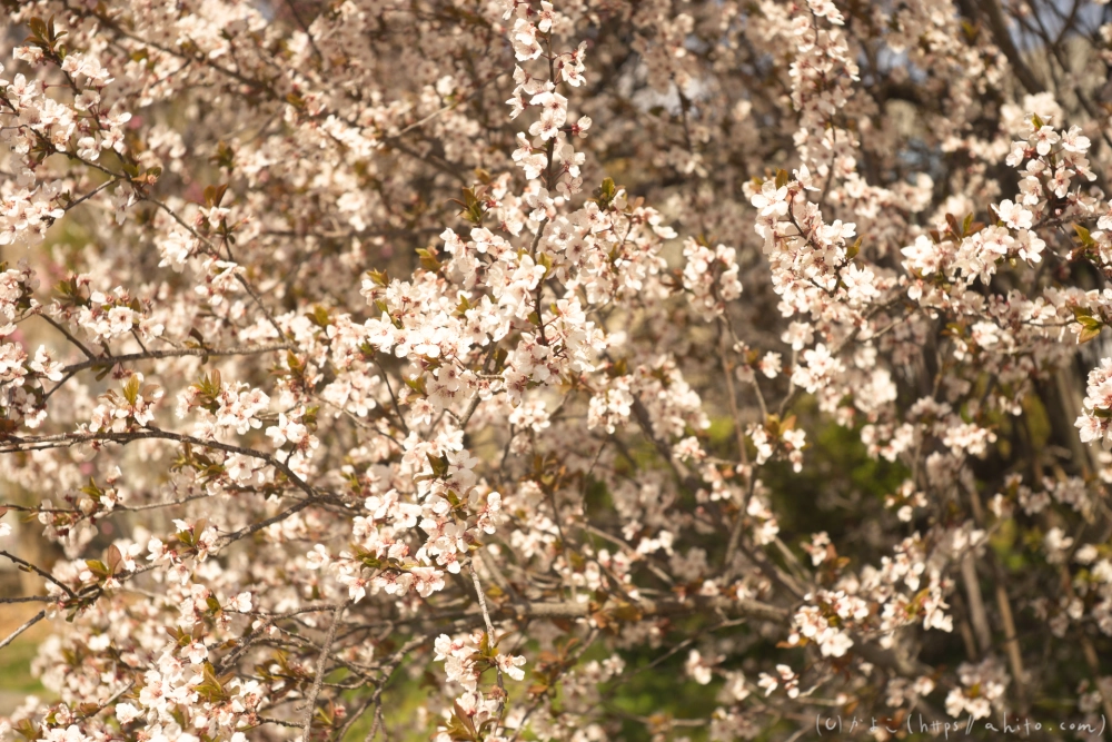 京都旅・植物園 - 32