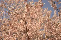 京都旅・植物園のイメージ画像