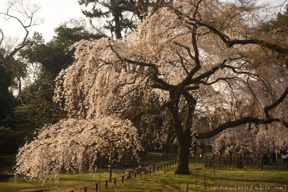 京都旅・京都御苑 - 01