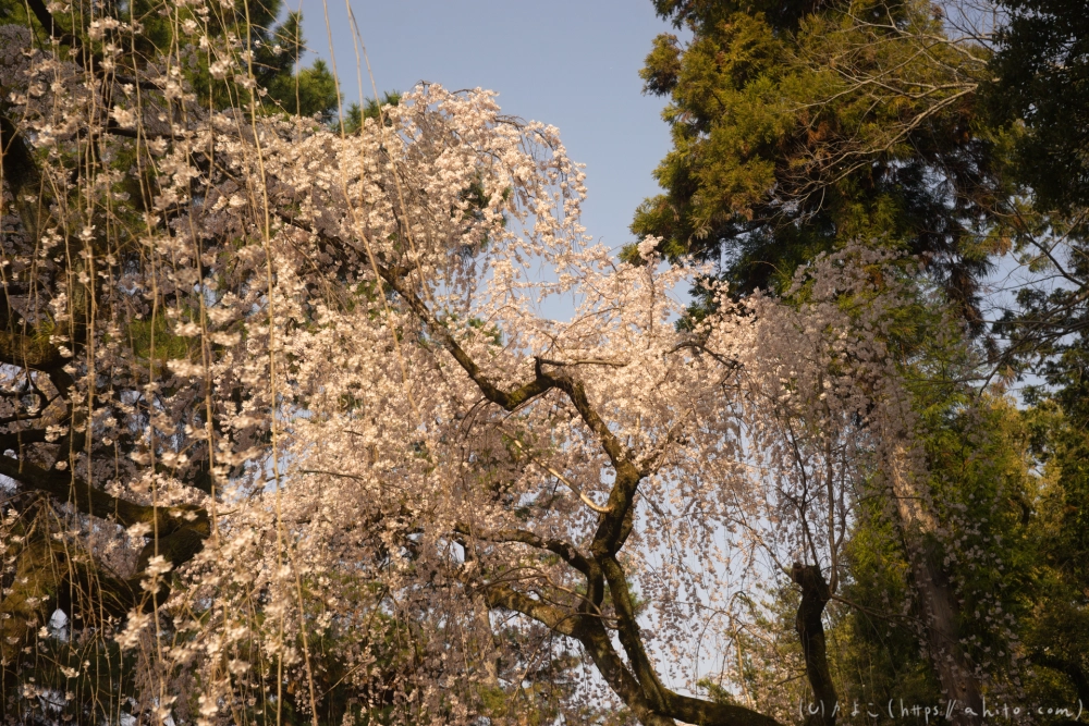 京都旅・京都御苑 - 02