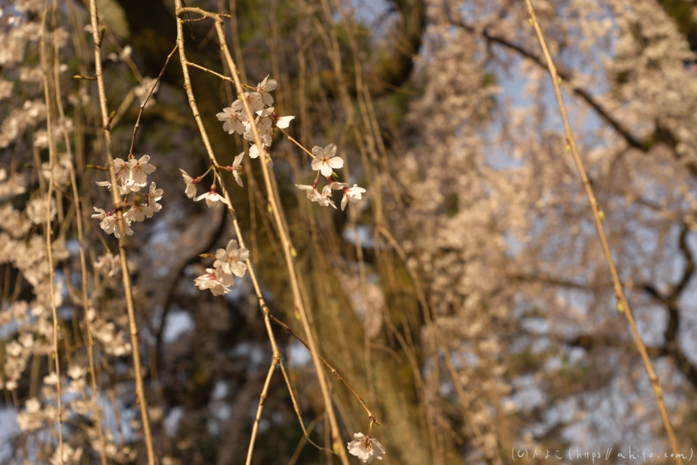 京都旅・京都御苑 - 03