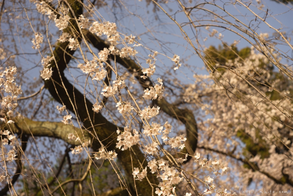 京都旅・京都御苑 - 04