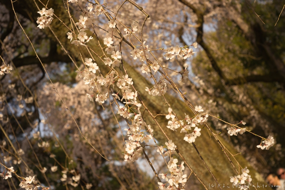 京都旅・京都御苑 - 05