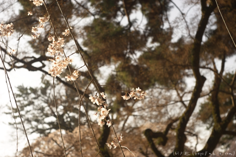 京都旅・京都御苑 - 06