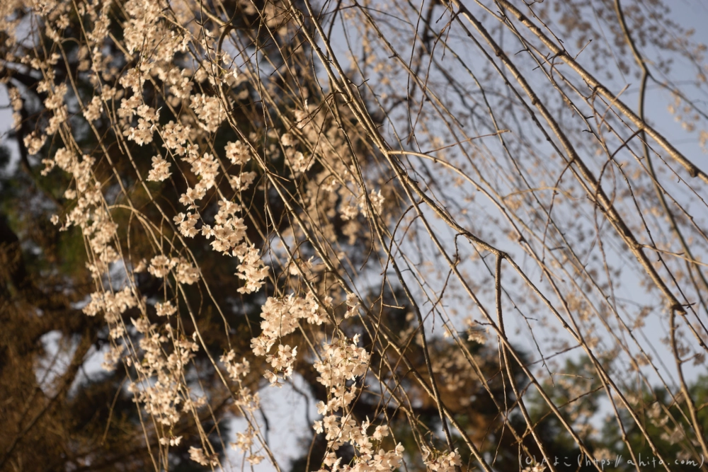 京都旅・京都御苑 - 07