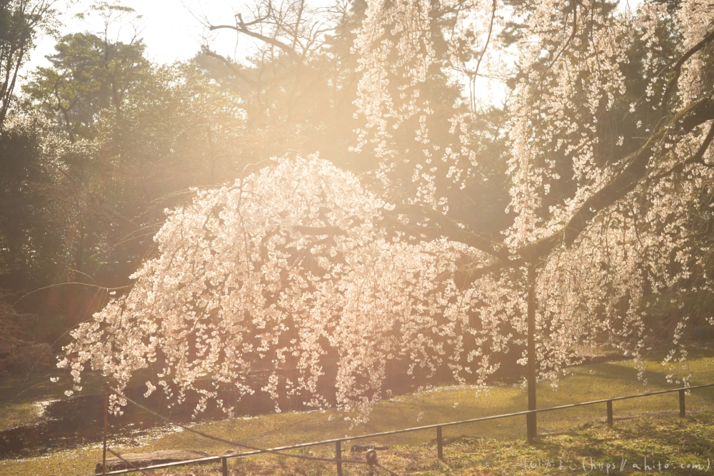 京都旅・京都御苑 - 08