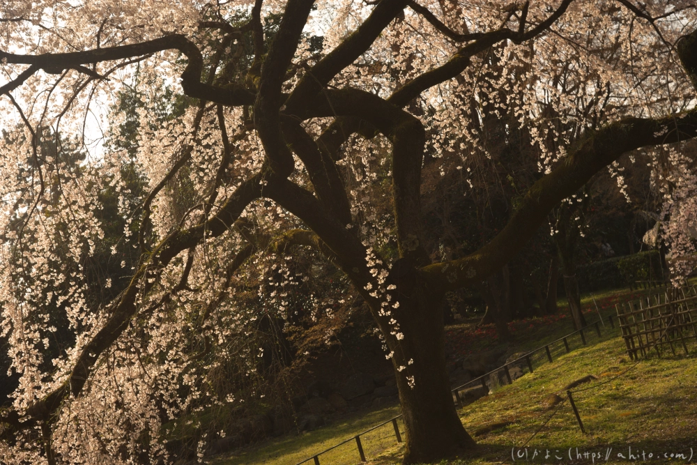 京都旅・京都御苑 - 09