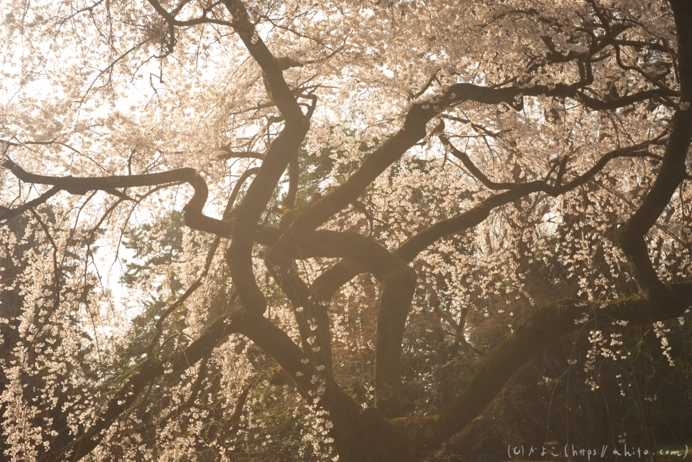 京都旅・京都御苑 - 10