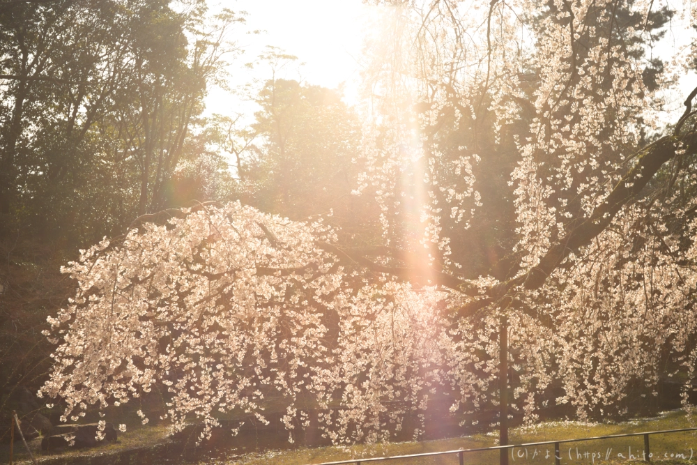 京都旅・京都御苑 - 11