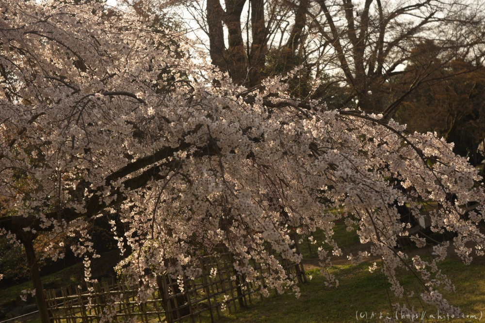 京都旅・京都御苑 - 12