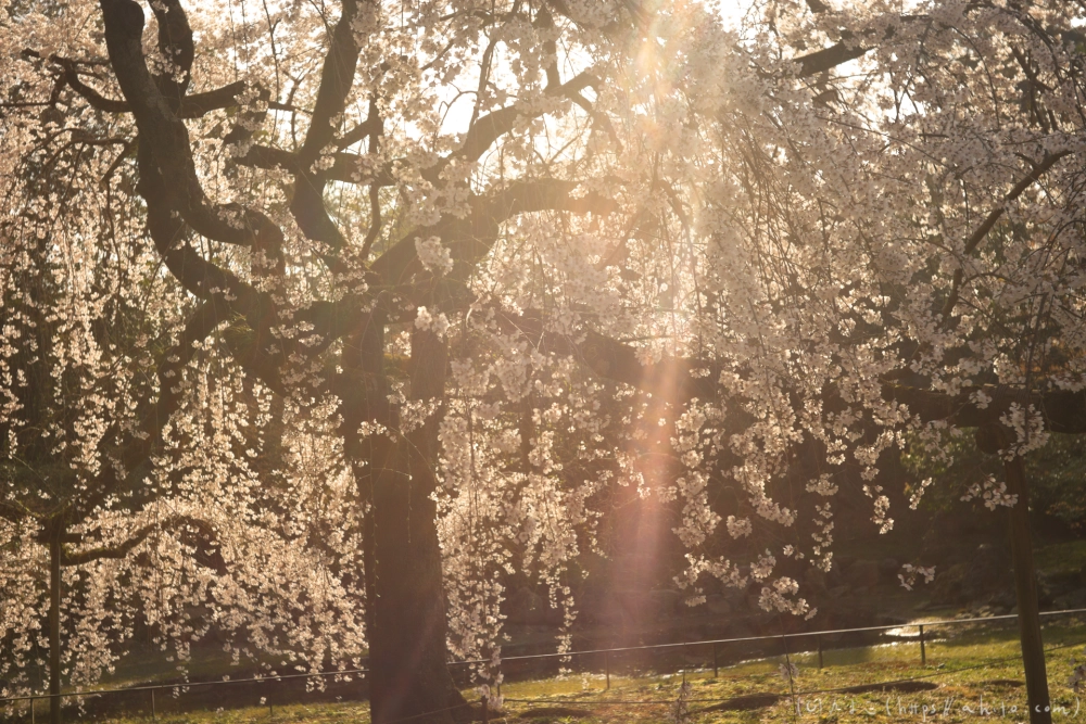 京都旅・京都御苑 - 13