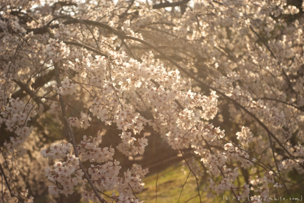 京都旅・京都御苑 - 15