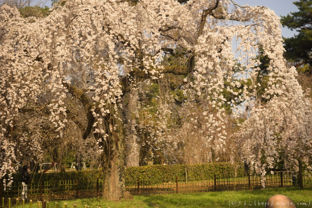 京都旅・京都御苑 - 16