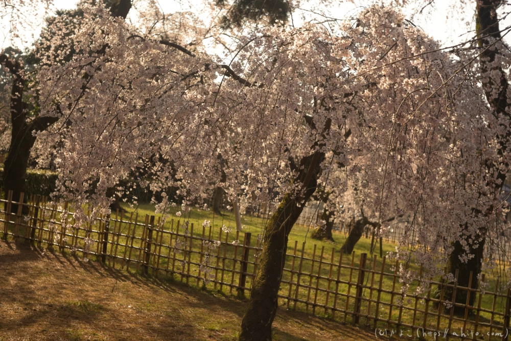 京都旅・京都御苑 - 17