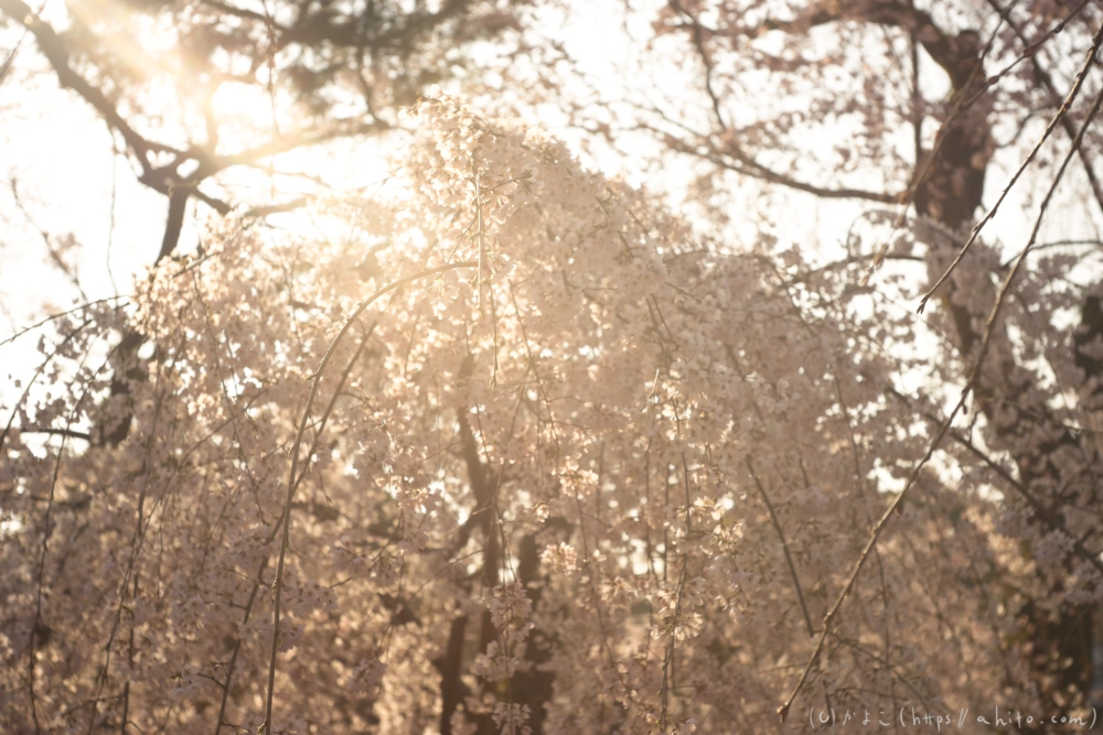 京都旅・京都御苑 - 18