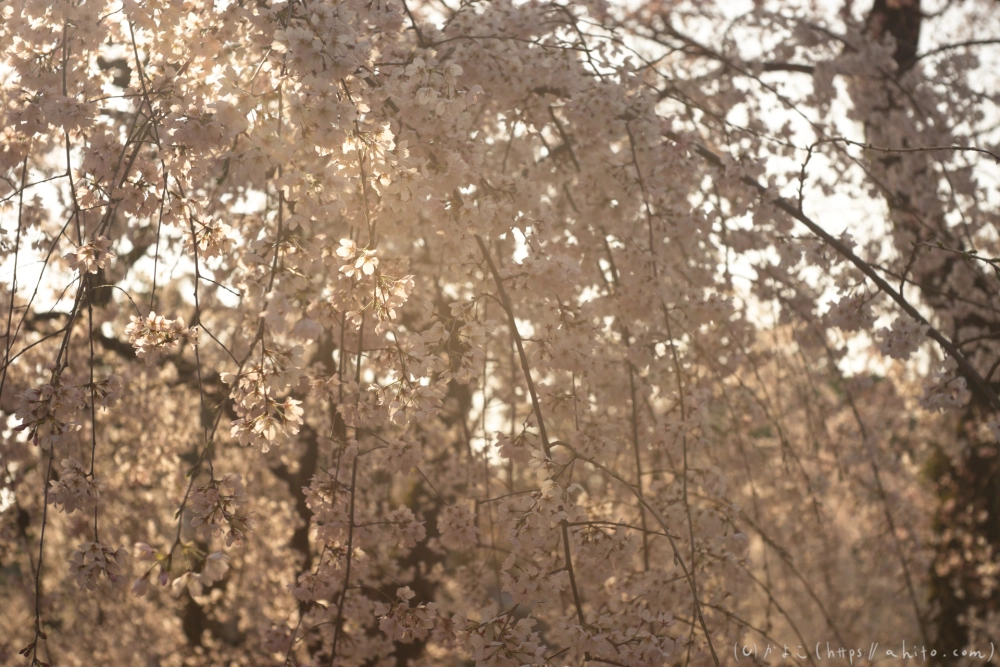 京都旅・京都御苑 - 19