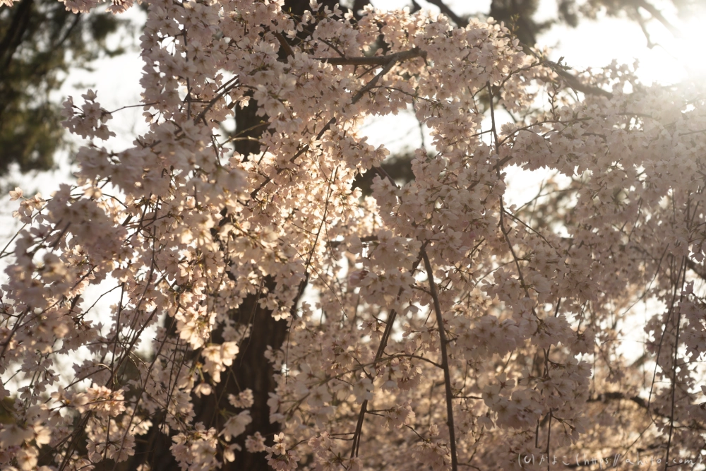 京都旅・京都御苑 - 20