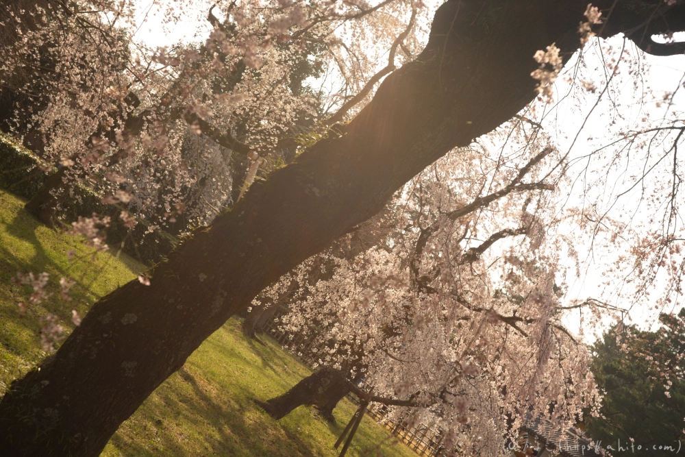 京都旅・京都御苑 - 21