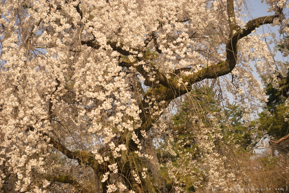 京都旅・京都御苑 - 22