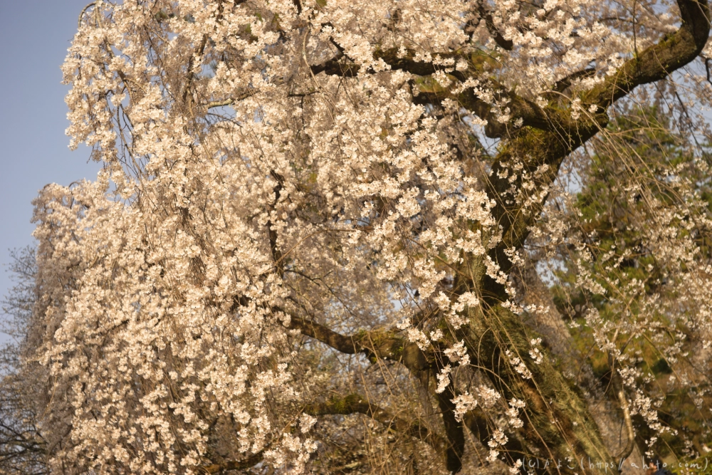 京都旅・京都御苑 - 23