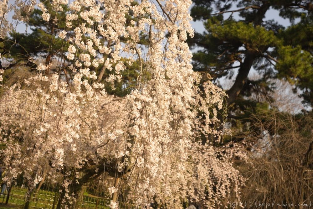 京都旅・京都御苑 - 24