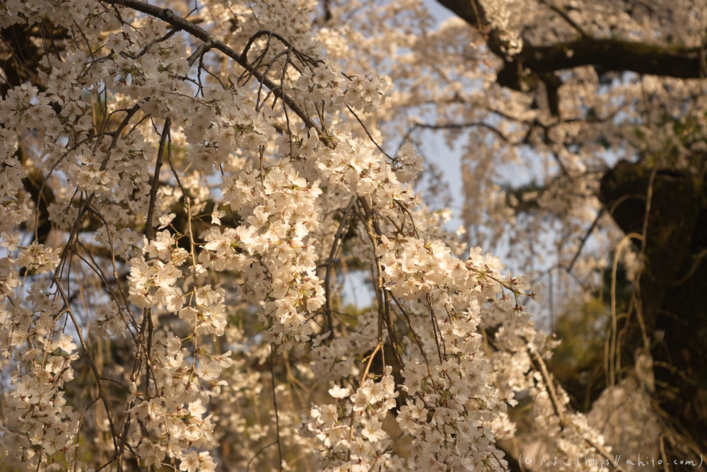 京都旅・京都御苑 - 25