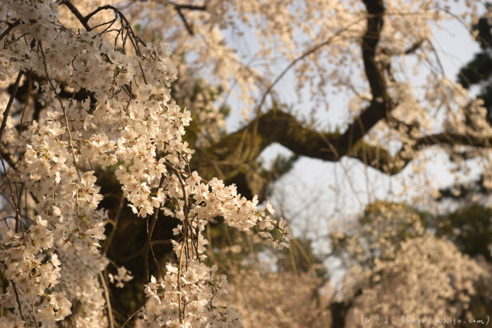 京都旅・京都御苑 - 26
