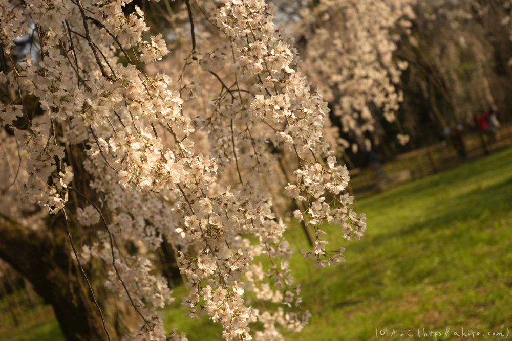 京都旅・京都御苑 - 27