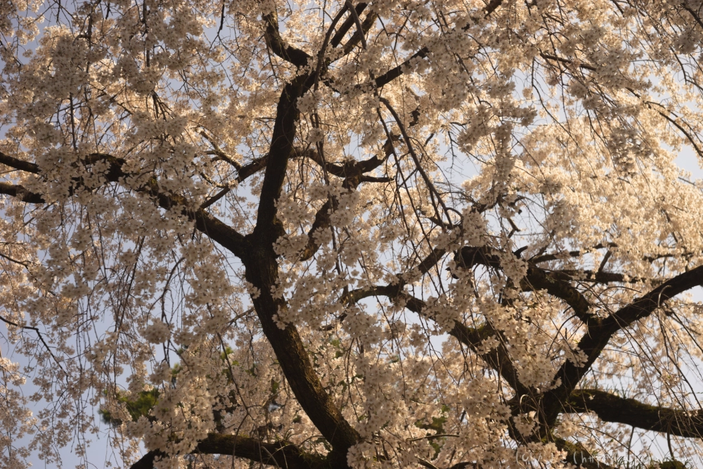 京都旅・京都御苑 - 28