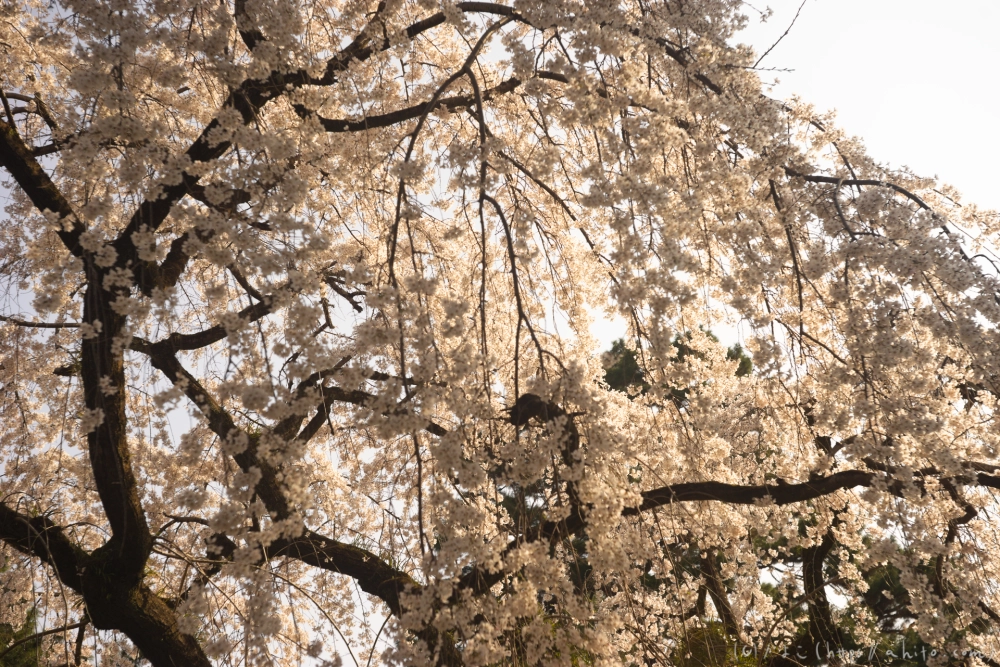 京都旅・京都御苑 - 29