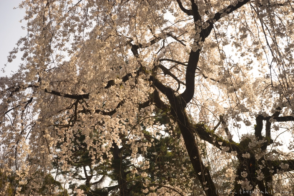 京都旅・京都御苑 - 30