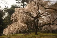 京都旅・京都御苑のイメージ画像