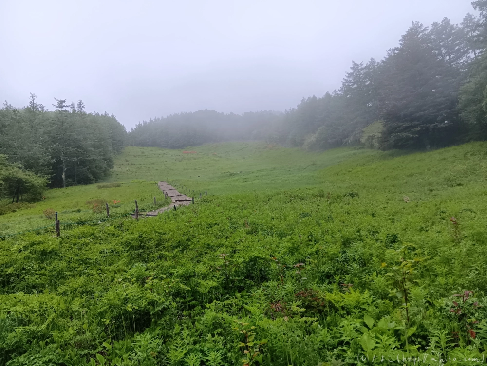 入笠山のスズラン・２ - 02