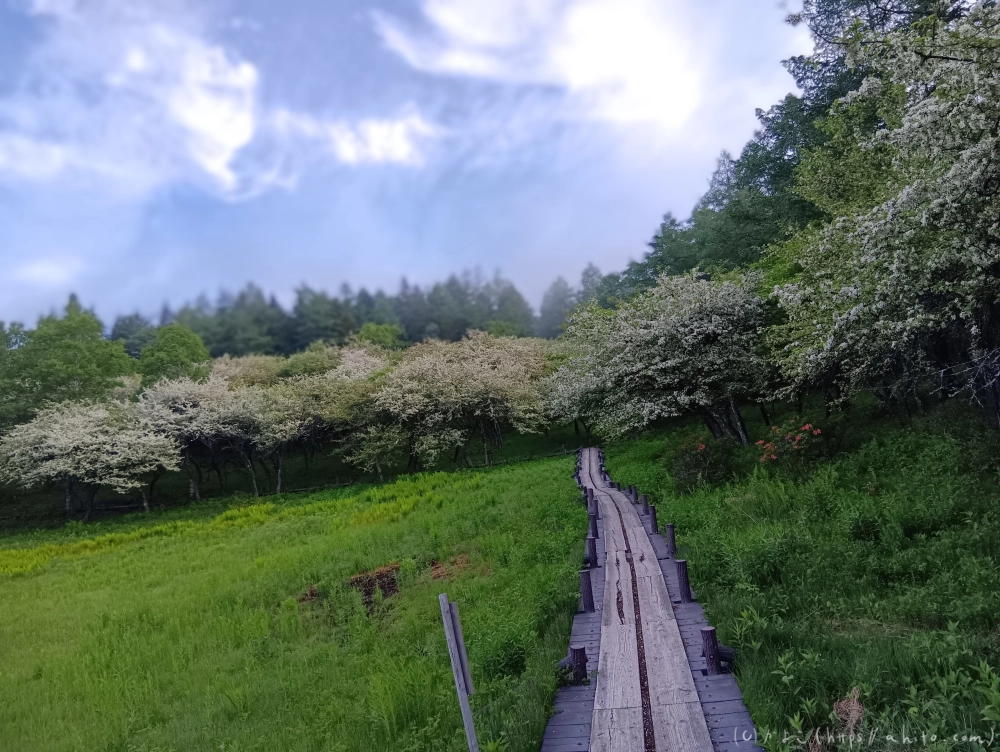 入笠山のスズラン・２ - 18