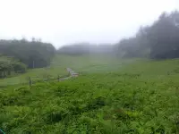 入笠山のスズラン・２のイメージ画像