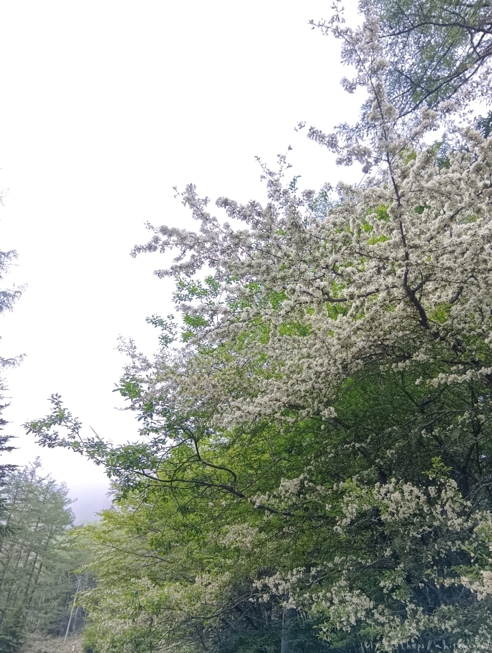 入笠山のスズラン・３ - 03