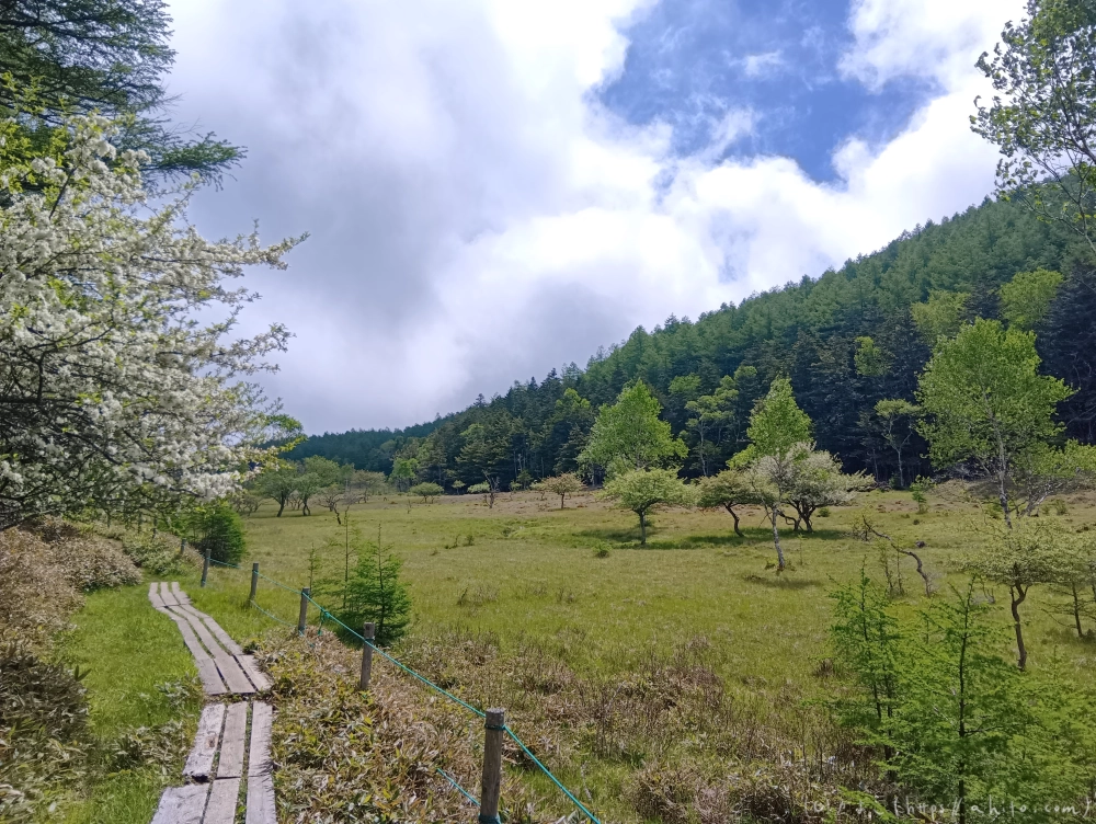 入笠山のスズラン・３ - 14