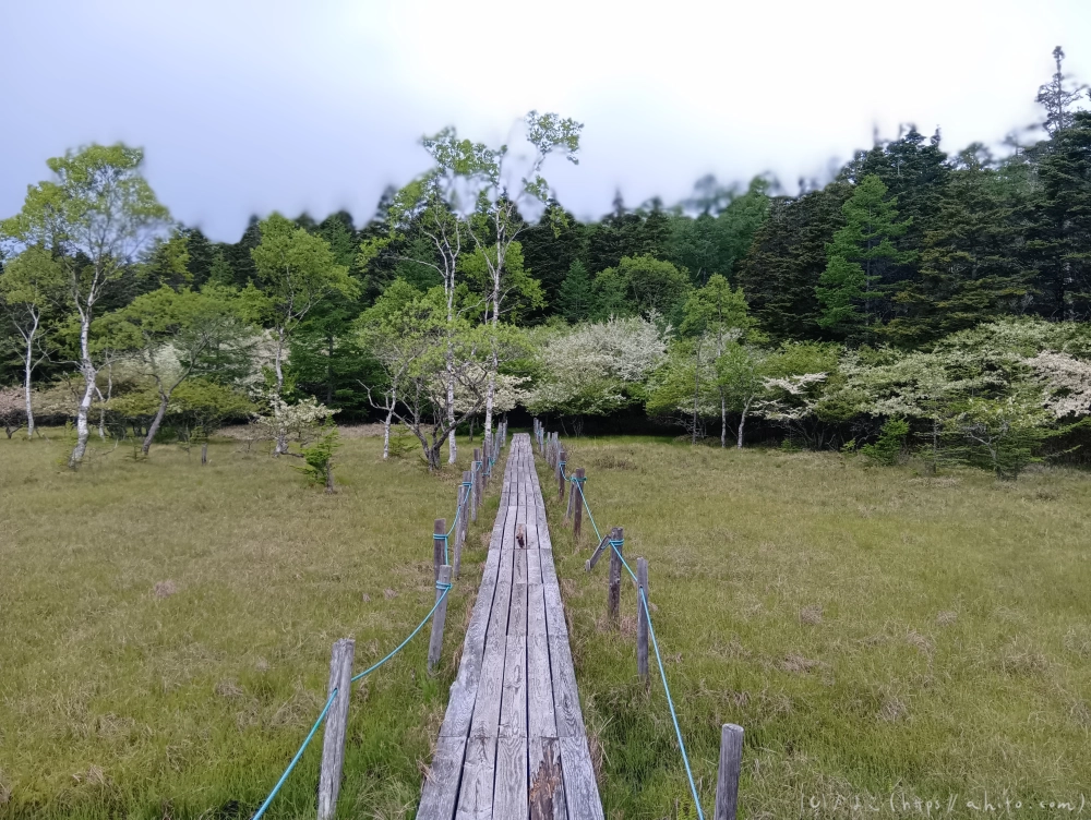 入笠山のスズラン・３ - 20