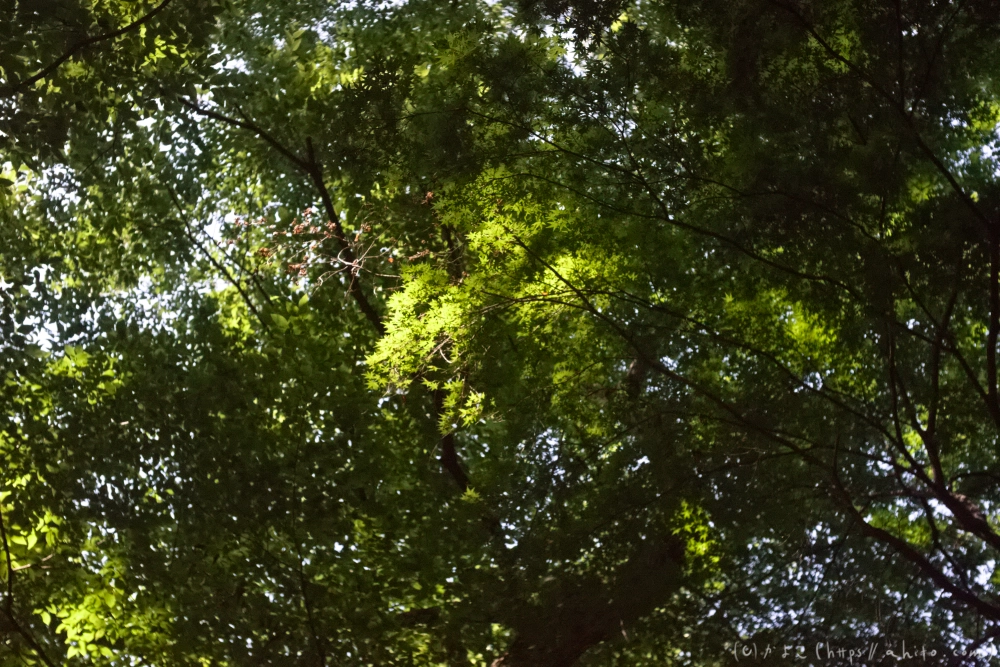 神代植物公園の夏 - 01