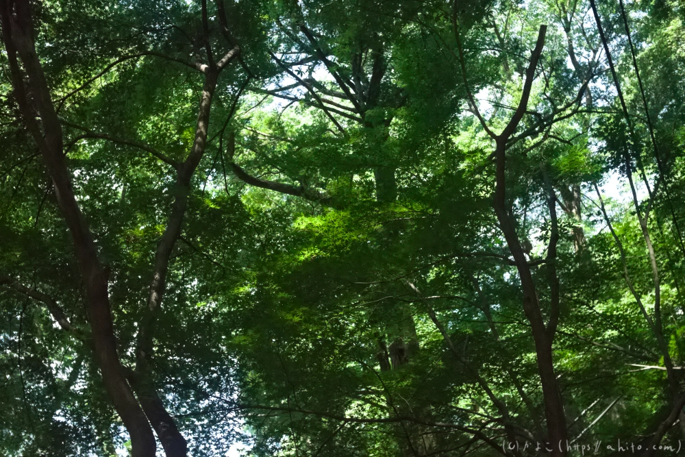 神代植物公園の夏 - 02
