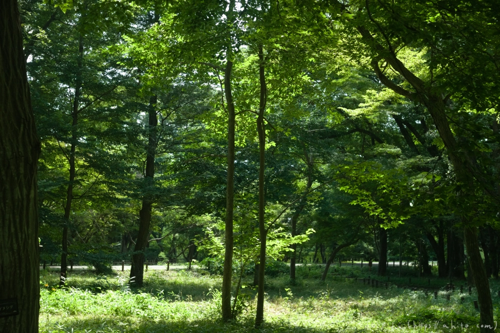 神代植物公園の夏 - 06