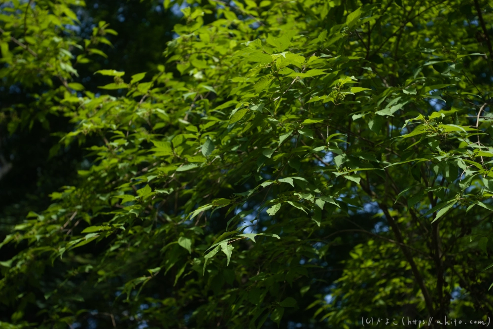 神代植物公園の夏 - 07