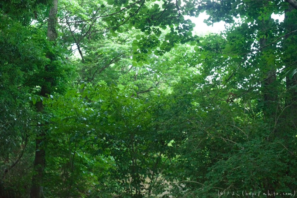 神代植物公園の夏 - 08