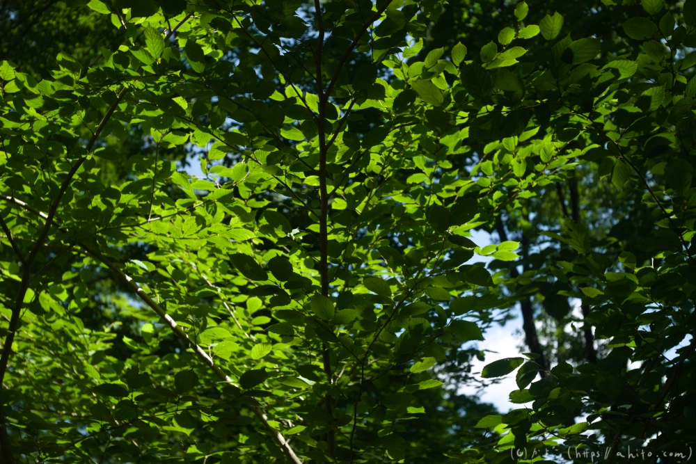 神代植物公園の夏 - 09