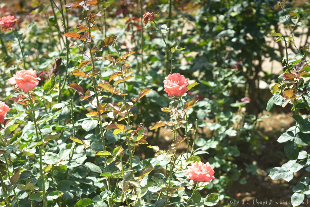 神代植物公園の夏 - 10