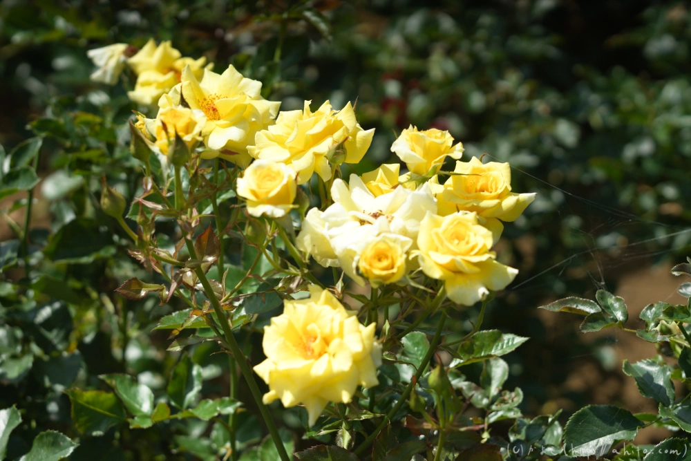 神代植物公園の夏 - 12