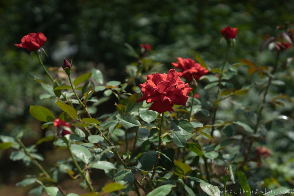 神代植物公園の夏 - 13