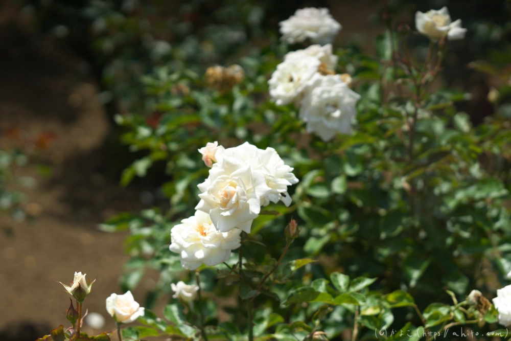神代植物公園の夏 - 14