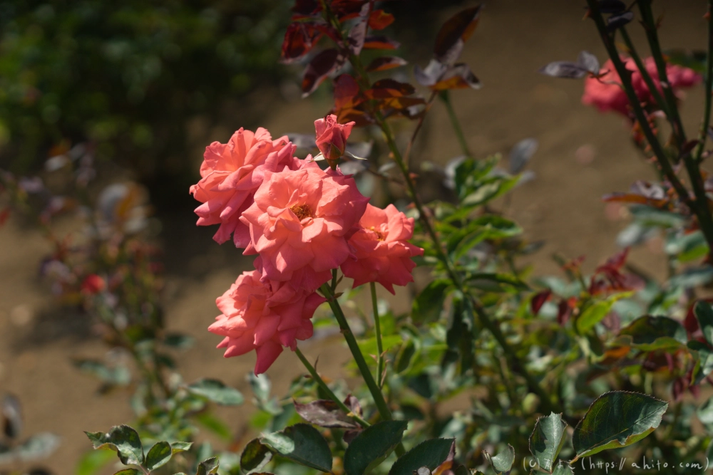 神代植物公園の夏 - 15